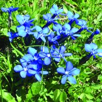 Bergfr&uuml;hling Wanderwoche